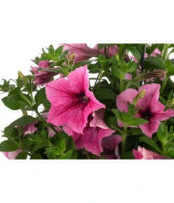 Hängepetunie, Ampel, Verschiedene Farben -Blumen Geschaft 8606840 WE DE 003 HAENGEPETUNIEMIXAMPT25
