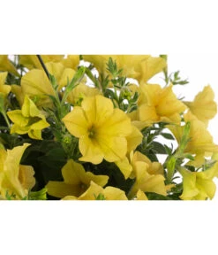 Hängepetunie, Ampel, Verschiedene Farben -Blumen Geschaft 8606840 WE DE 004 HAENGEPETUNIEMIXAMPT25