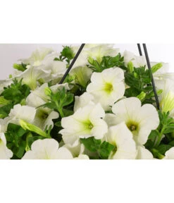 Hängepetunie, Ampel, Verschiedene Farben -Blumen Geschaft 8606840 WE DE 005 HAENGEPETUNIEMIXAMPT25