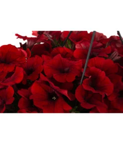 Hängepetunie, Ampel, Verschiedene Farben -Blumen Geschaft 8606840 WE DE 006 HAENGEPETUNIEMIXAMPT25