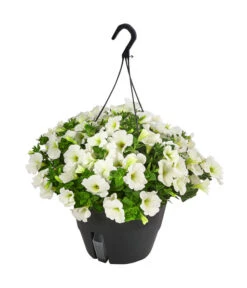 Hängepetunie, Ampel, Verschiedene Farben -Blumen Geschaft 8606840 WE FS 005 HAENGEPETUNIEMIXAMPT25