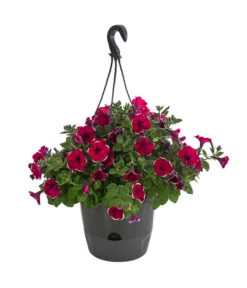 Hängepetunie 'Burgundy Picotee', Ampel