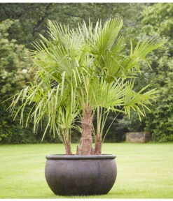 Hanfpalme, Multistamm -Blumen Geschaft 8607855 PR MO 001 Polystone SchaleEmpireBlumentopfBlumenvasePflanztopfHanfpalmeTrachycarpusFortuneiGruppe