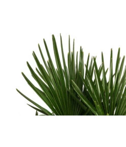 Hanfpalme, Multistamm -Blumen Geschaft 8607855 WE DE 001 HanfpalmeTrachycarpusFortuneiT36