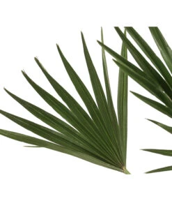 Zwergpalme 'Vulcano' 5 Zwergpalme 'Vulcano' -Blumen Geschaft 8607905 WE DE 002 ChamaeropsVulcanoT18