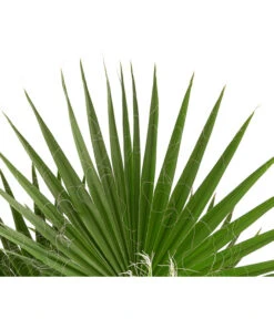 XXL Fächerpalme 5 XXL Fächerpalme -Blumen Geschaft 8608036 WE DE 004 WashingtoniaRobustaT30MexikanischeFaecherpalme