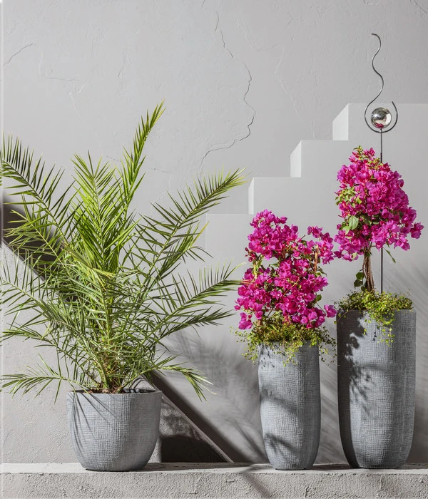 Drillingsblume, Pyramide/Spalier – Bild 2