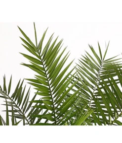 XXL Kanarische Dattelpalme, Ca. 140-160 Cm -Blumen Geschaft 8608721 PR DE 001 PhoenixCanariensisT28DehnerExpressHerzig