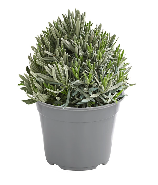 Dehner Gourmet Garten Gewürzlavendel 1 Dehner Gourmet Garten Gewürzlavendel