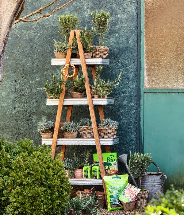 Dehner Gourmet Garten Gewürzlavendel 2 Dehner Gourmet Garten Gewürzlavendel – Bild 2