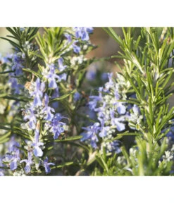 Bio Rosmarin -Blumen Geschaft 8610206 WE DE 001 RosmarinBluete