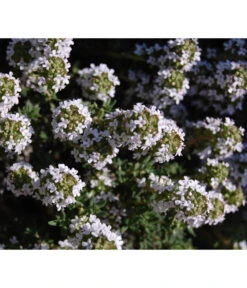 Bio Thymian -Blumen Geschaft 8610339 WE DE 001 ThymianBluete