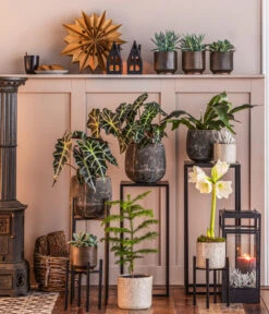 Metall-Pflanzenständer Ascot, Schwarz -Blumen Geschaft 8611253 WE MO 002 ZimmertanneAraucariaT13 GodJul GC16 2022 BL POS