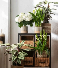 Blumen Geschaft -Blumen Geschaft 8614471 WE MO 001 CalatheaWhitestarT19