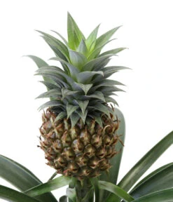Ananaspflanze - Ananas Comosus -Blumen Geschaft 8627960 WE DE 001 Ananaspflanze
