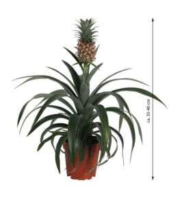 Ananaspflanze - Ananas Comosus -Blumen Geschaft 8627960 WE FS 003 Ananaspflanze