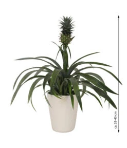 Ananaspflanze - Ananas Comosus, In Keramik -Blumen Geschaft 8627978 WE FS 003 AnanaspflanzeInKeramik