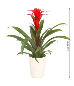 Guzmanie - Guzmania Calypso, In Keramik -Blumen Geschaft 8628018 WE FS 003 GuzmaniaCalypsoInKeramik