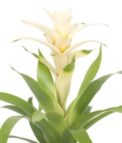 Guzmanie - Guzmania 'Deseo White', In Keramik -Blumen Geschaft 8628026 WE DE 001 GuzmaniaDeseoInKeramik