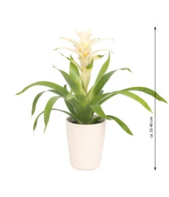 Guzmanie - Guzmania 'Deseo White', In Keramik -Blumen Geschaft 8628026 WE FS 003 GuzmaniaDeseoInKeramik