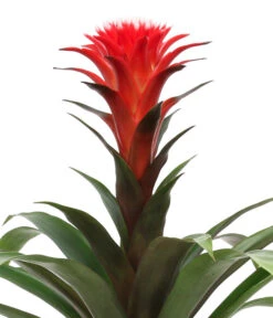 Bromelien-Set, 4-teilig -Blumen Geschaft 8628042 WE DE 003 BromelienRoyal4Set