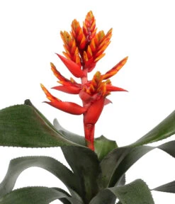 Bromelien-Set, 4-teilig -Blumen Geschaft 8628042 WE DE 004 BromelienRoyal4Set