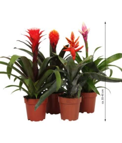 Bromelien-Set, 4-teilig -Blumen Geschaft 8628042 WE FS 003 BromelienRoyal4Set