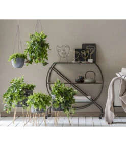 Schamblume - Aeschynanthus Japhrolepis -Blumen Geschaft 8635377 WE MO 001 AeschynanthusAmpel2021GC15