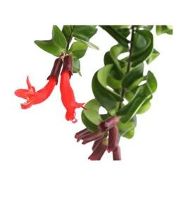 Schamblume - Aeschynanthus Lobbianus 'Rasta', Ampel -Blumen Geschaft 8650236 WE DE 001 SinnblumeAeschynanthusRastaDehnerExpressHerzig