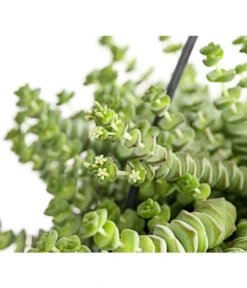 Felsendickblatt - Crassula Rupestris Subsp. Marnieriana 'Hottentot', Ampel -Blumen Geschaft 8652596 PR DE 001 CrassulaHottentotFelsenDickblattAmpelT14DehnerExpressHerzig