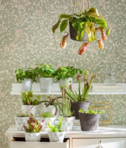 Sumpfkrug - Heliamphora -Blumen Geschaft 8654162 WE MO FleischfresserCarnevoire