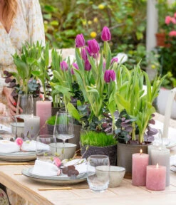 Tulpen 'Purple Flag' -Blumen Geschaft 8660102 WE MO 001 TulpenPurpleFlag