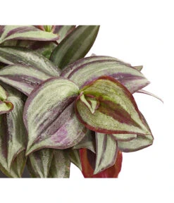 Dreimasterblume - Tradescantia Zebrina 'Pink Joy' -Blumen Geschaft 8660300 WE DE 001 TradescantiaT11DehnerExpressHerzig