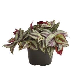 Dreimasterblume - Tradescantia Zebrina 'Pink Joy'