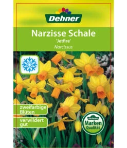 Narzisse 'Jetfire', Schale -Blumen Geschaft 8662363 Narcissus Jetfire Schale 2016 1
