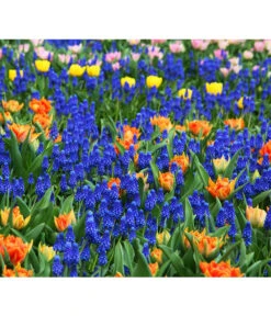 Traubenhyazinthe, Blau -Blumen Geschaft 8662702 8662645 8662710 HyazintheBlauMuscariTraubenhyazinthePixabay