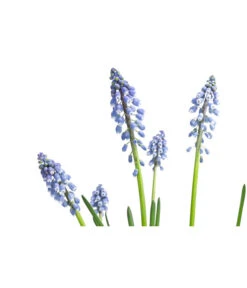 Traubenhyazinthe, Blau -Blumen Geschaft 8662702 WE DE 001 MuscariArmeniacumBlauTraubenhyazintheT9cm