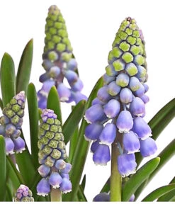 Traubenhyazinthe, Blau -Blumen Geschaft 8662702 WE DE 002 TraubenhyazintheMuscariArmeniacumT9DehnerExpressHerzig