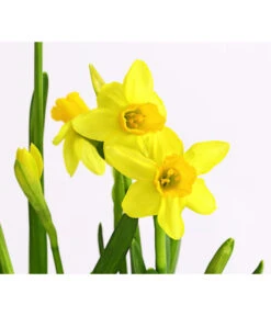 Narzissen Tête à Tête' In Zinkschale, Ca. Ø29 Cm -Blumen Geschaft 8663122 WE DE 007 NarzissenTAT9