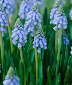 Traubenhyazinthen In Zinkschale, Ca. Ø29 Cm -Blumen Geschaft 8664377 WE DE 001 MuscariAtlantic