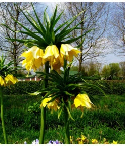 Kaiserkrone -Blumen Geschaft 8664676 WE MO 001 KaiserkroneGelbPixabay