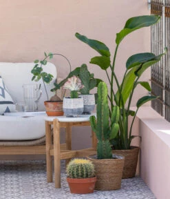 Kaktus-Wolfsmilch - Euphorbia Ingens -Blumen Geschaft 8673246 WE MO 001 KaktusWolfsmilchEuphorbiaIngens