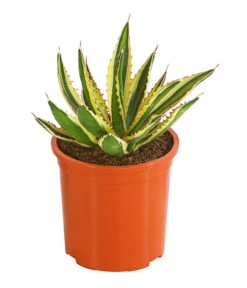 Agave 'Cuba' - Agave, Verschiedene Sorten -Blumen Geschaft 8683484 PR FS 001 AgavenMixCubaT12DehnerExpressHerzig
