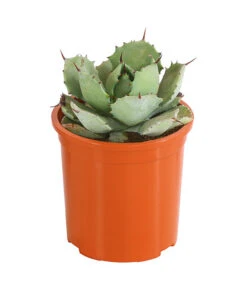 Agave 'Cuba' - Agave, Verschiedene Sorten -Blumen Geschaft 8683484 PR FS 002 AgavenMixCubaT12DehnerExpressHerzig