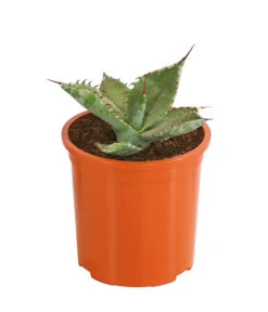 Agave 'Cuba' - Agave, Verschiedene Sorten -Blumen Geschaft 8683484 PR FS 004 AgavenMixCubaT12DehnerExpressHerzig