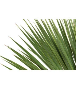 Blaublättrige Palmlilie 5 Blaublättrige Palmlilie -Blumen Geschaft 8684920 WE DE 001 YuccaRostrataBlaueYuccaPalmlilieT28