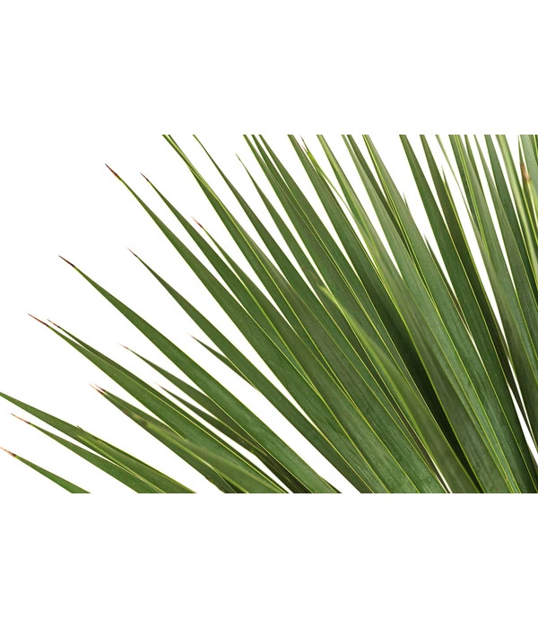 Blaublättrige Palmlilie 3 Blaublättrige Palmlilie – Bild 3