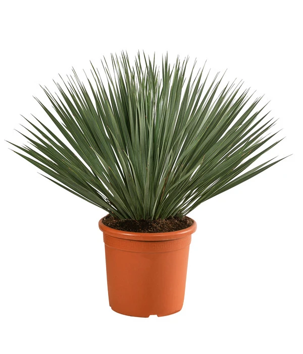 Blaublättrige Palmlilie 1 Blaublättrige Palmlilie