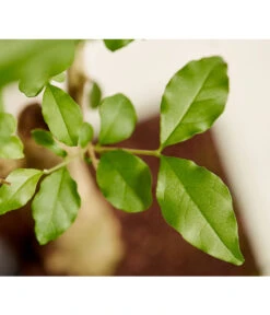 Bonsai Mit Buddha, Verschiedene Sorten -Blumen Geschaft 8686644 PR DE 001 BonsaiMixMitSchaleUndBuddha15erSchaleDehnerExpressZS