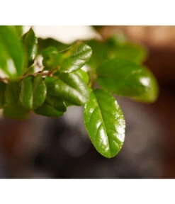 Bonsai Mit Buddha, Verschiedene Sorten -Blumen Geschaft 8686644 PR DE 002 BonsaiMixMitSchaleUndBuddha15erSchaleDehnerExpressZS